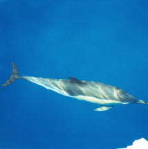 Delphine unsere Begleiter auf hoher See